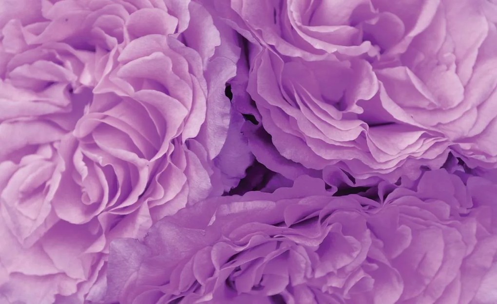 Fototapet - Flori (152,5x104 cm)