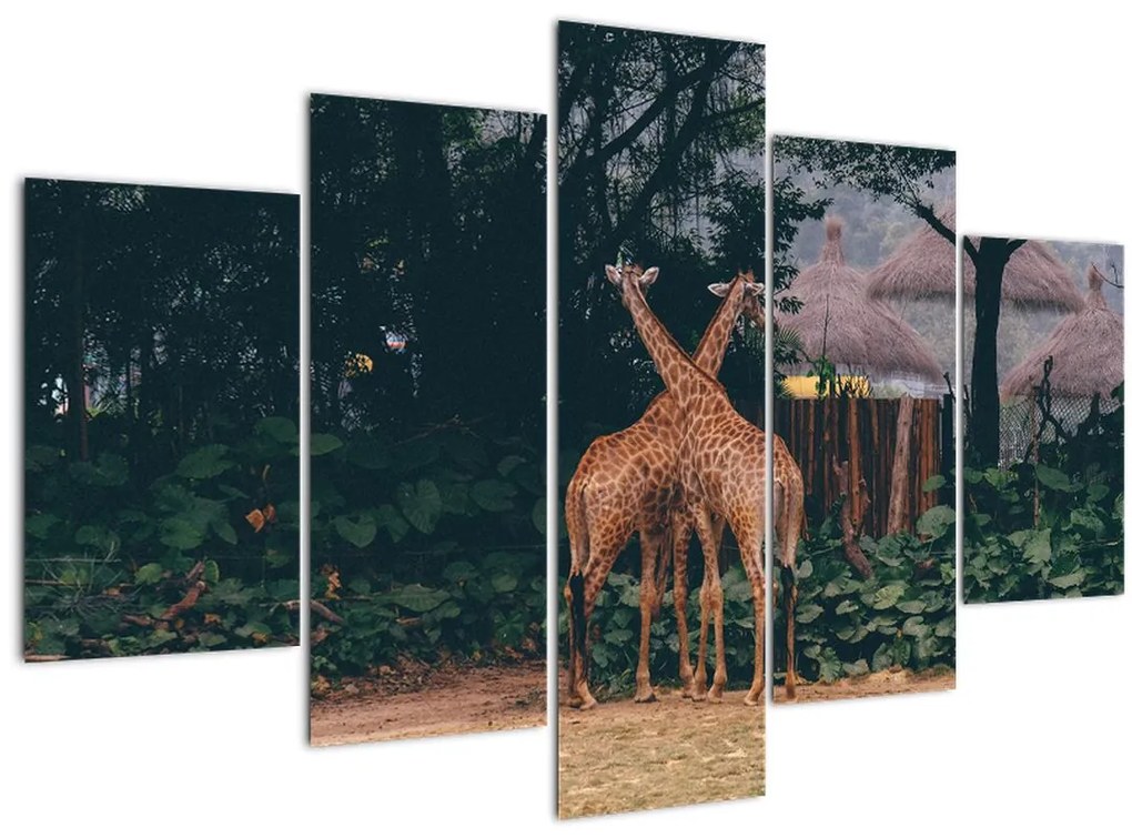 Tablou cu două girafe (150x105 cm)
