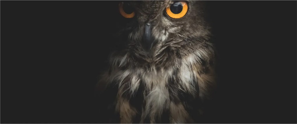Tablou cu bufnița (120x50 cm)