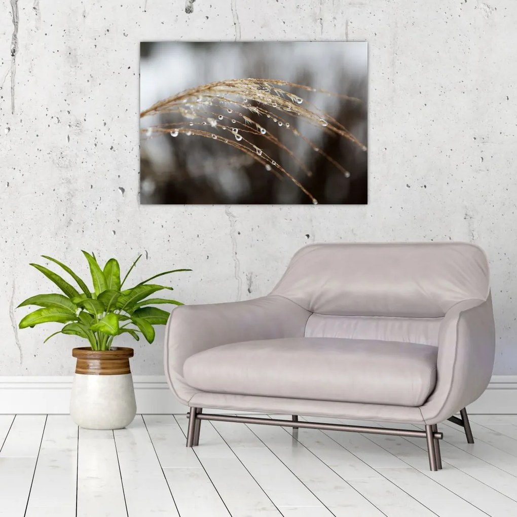Tablou pe sticlă - Picături pe plantă (70x50 cm)