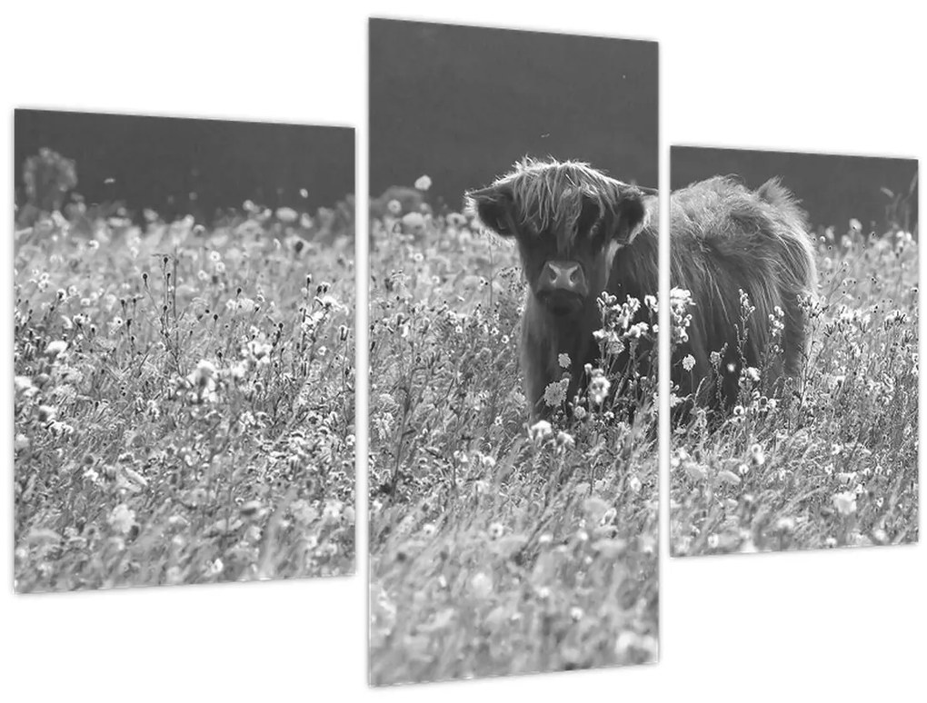 Tablou - Vacă scoțiană 5,alb-negru (90x60 cm)