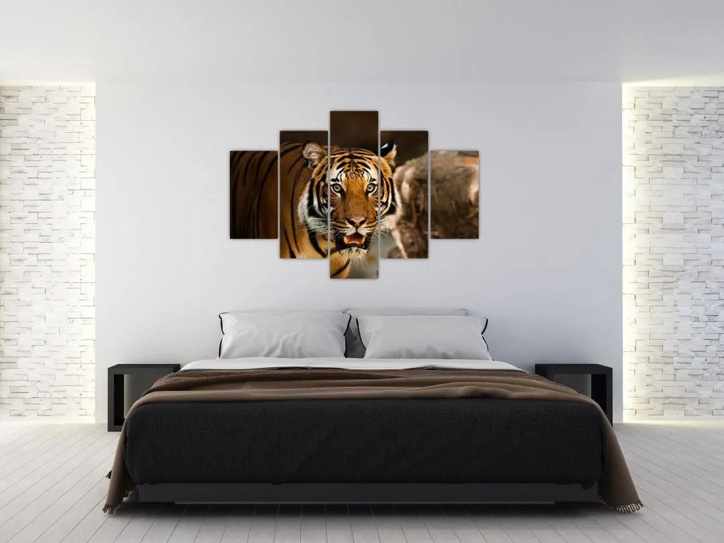 Tablou cu tigrul (150x105 cm)