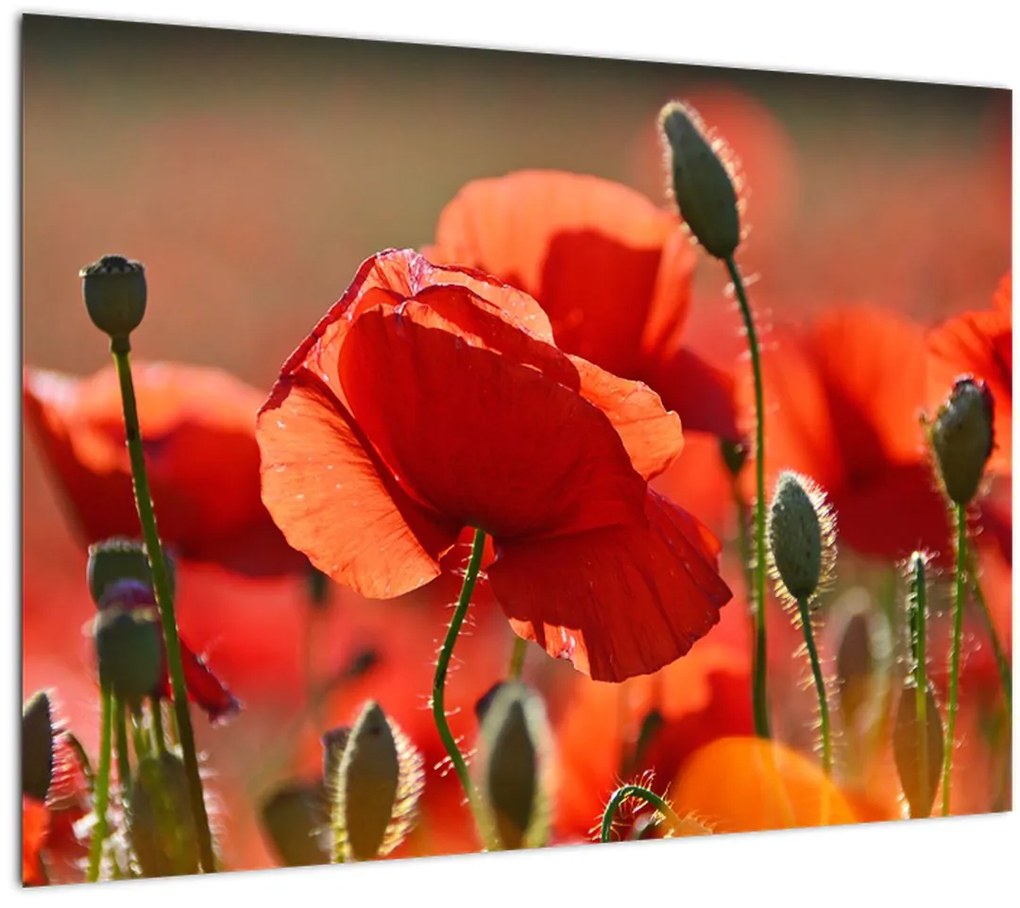 Tablou cu flori de maci (70x50 cm)