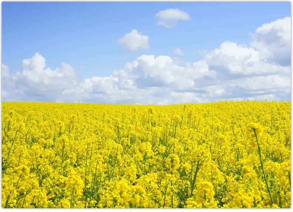 Tablou - Câmp galben (70x50 cm)