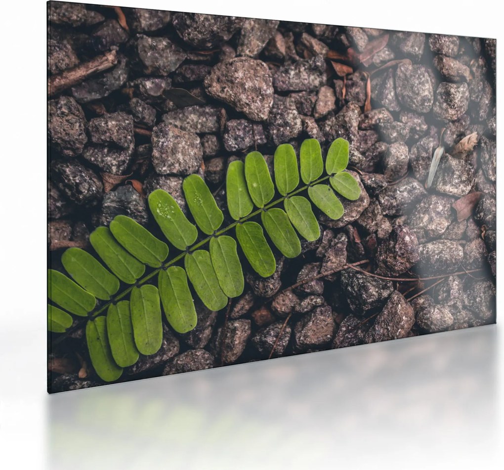 Tablou pe sticlă cu planta verde (70x50 cm)