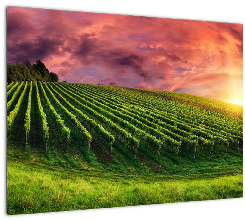 Tablou cu vie cu cerul color (70x50 cm)