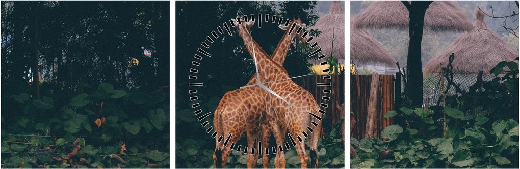 Tablou cu două girafe (cu ceas) (90x30 cm)