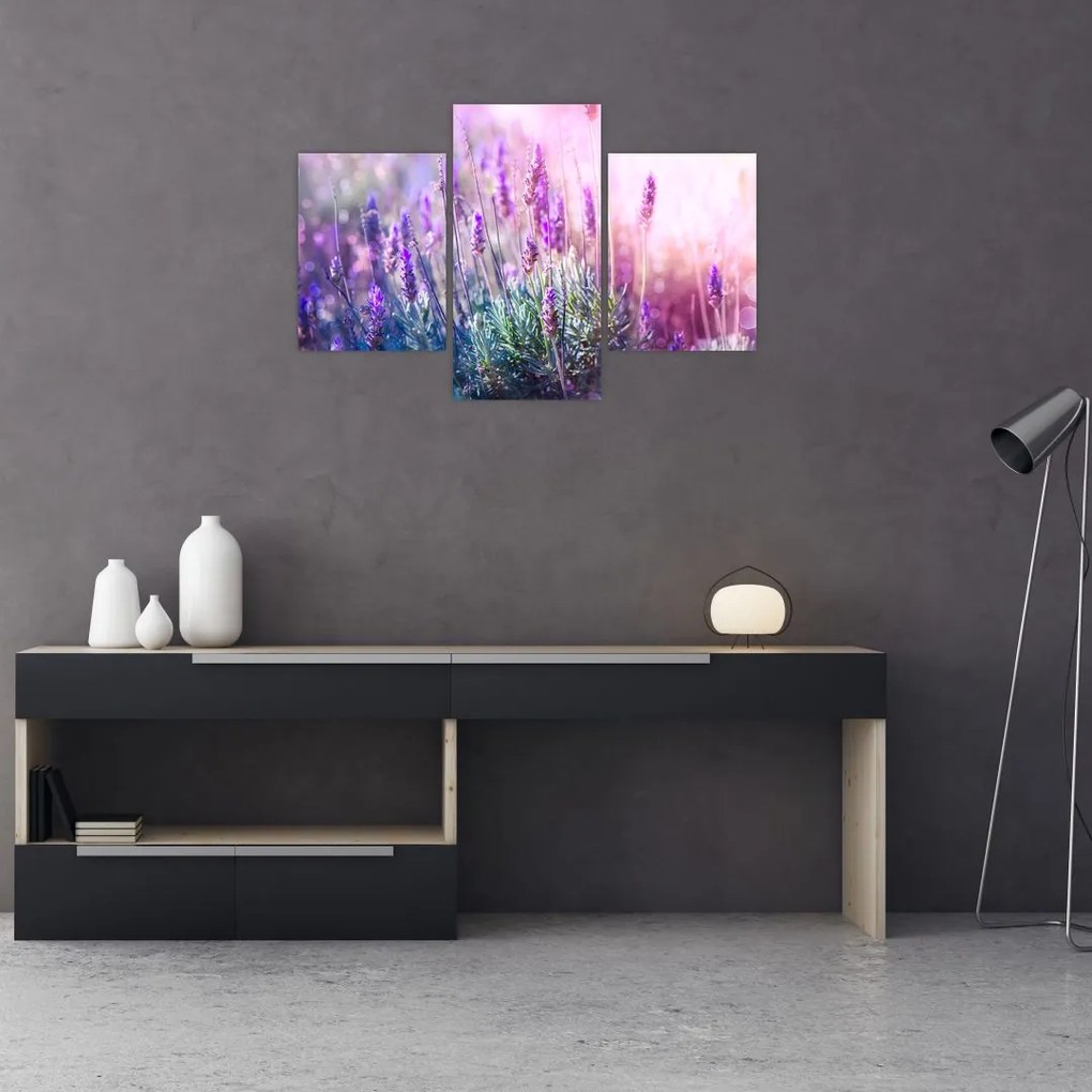 Tablou - Lavandă în strălucirea soarelui (90x60 cm)