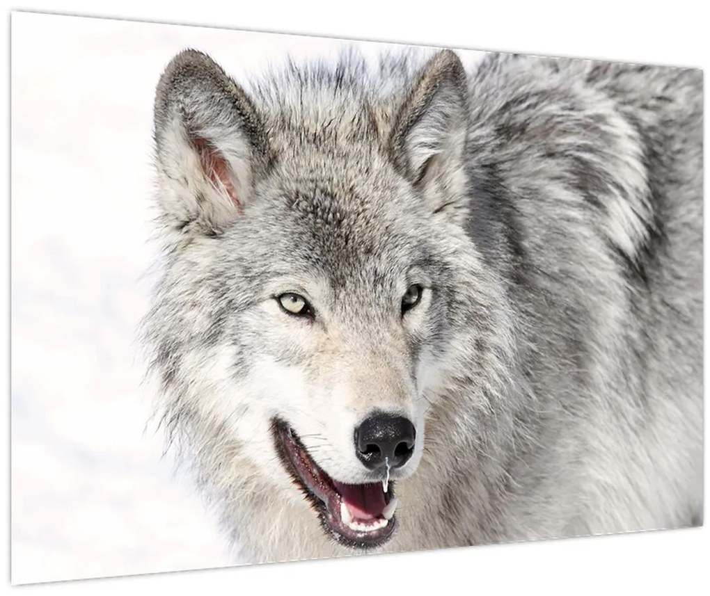 Tablou - Lupul în natură (90x60 cm)