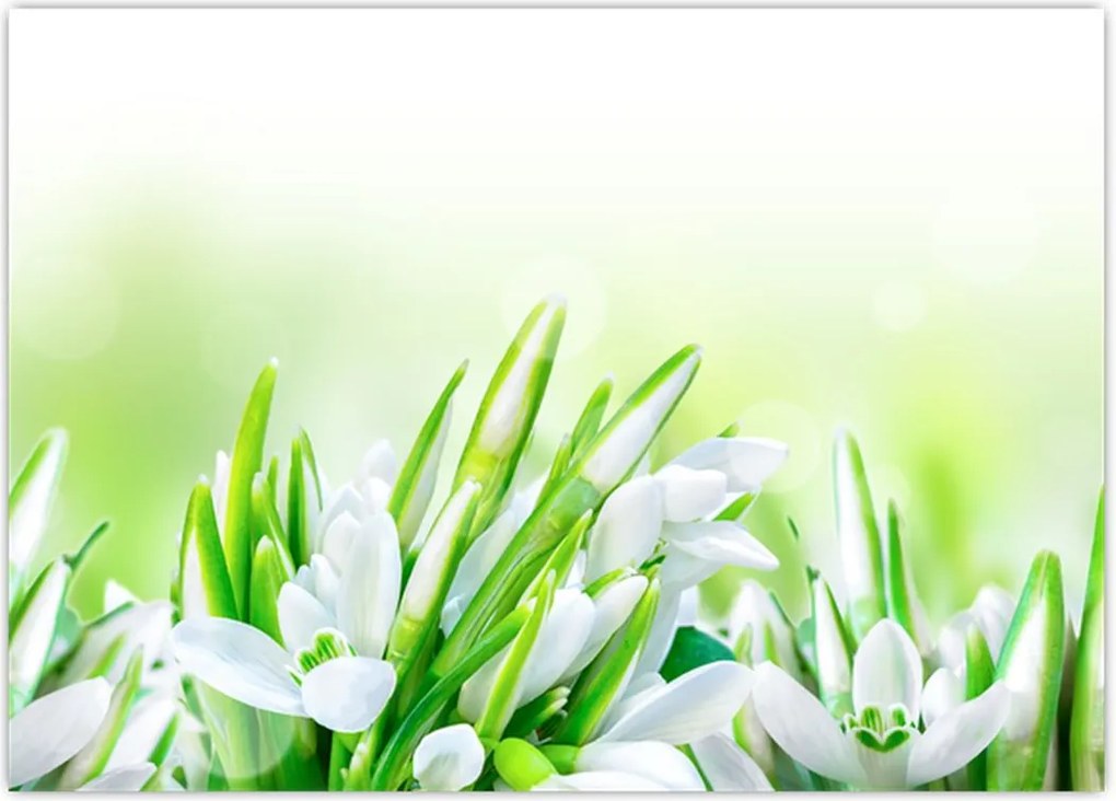 Tablou - Ghiocei (70x50 cm)