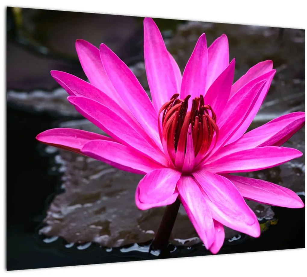 Tablou - floarea roz (70x50 cm)
