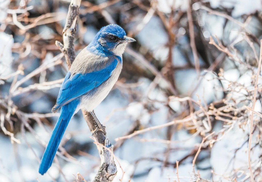 Fototapet - Western jay (147x102 cm)