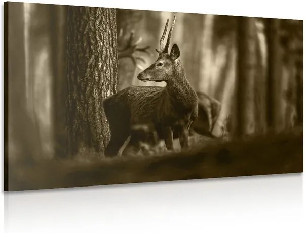 Tablou cerbul în pădure de pini în sepia