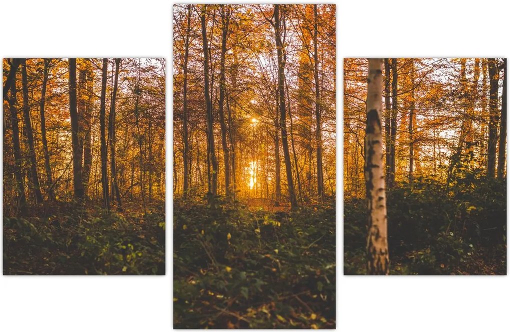 Tablou - Pădurea toamna (90x60 cm)
