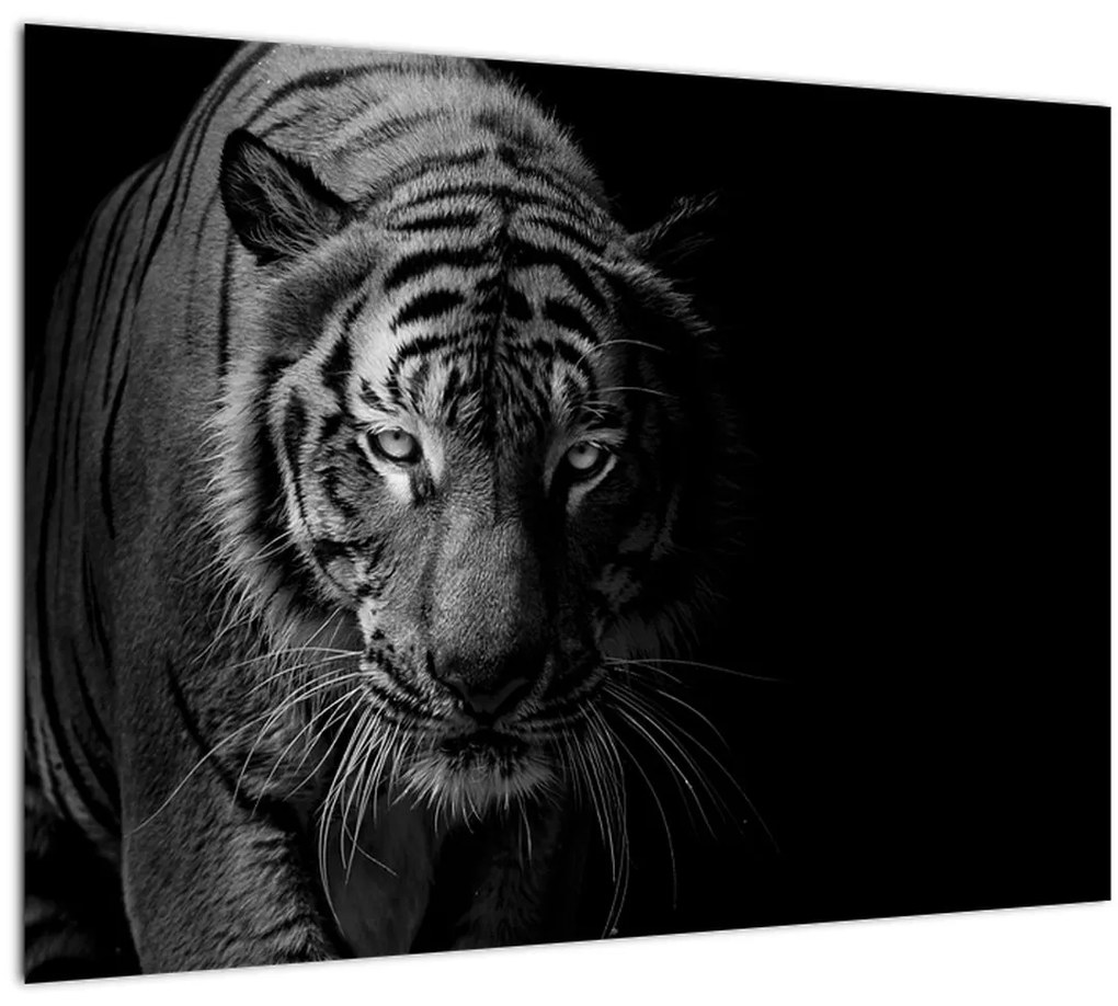 Tablou - Tigru sălbatic (70x50 cm)