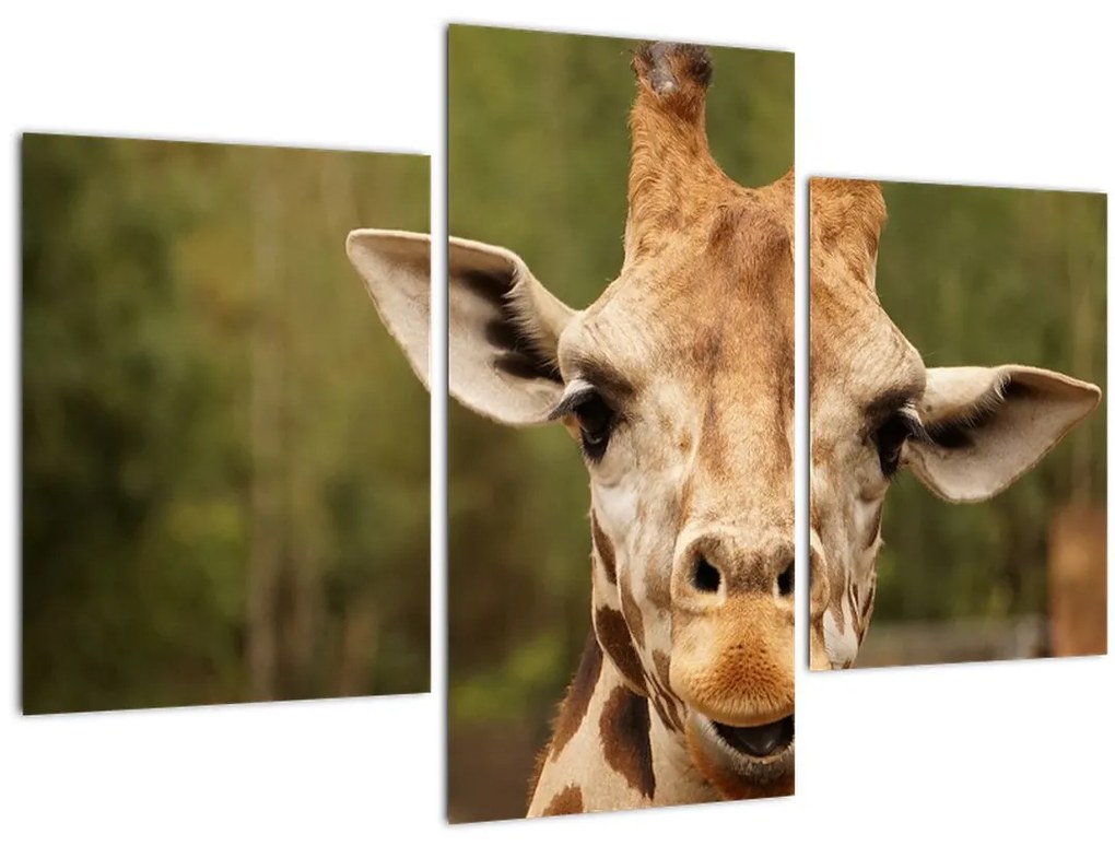 Tablou girafe (90x60 cm)