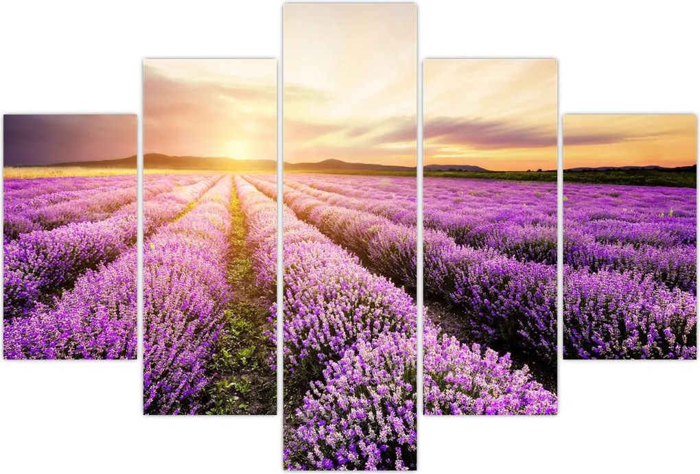 Tablou - Răsărit de soare în câmp de lavandă (150x105 cm)