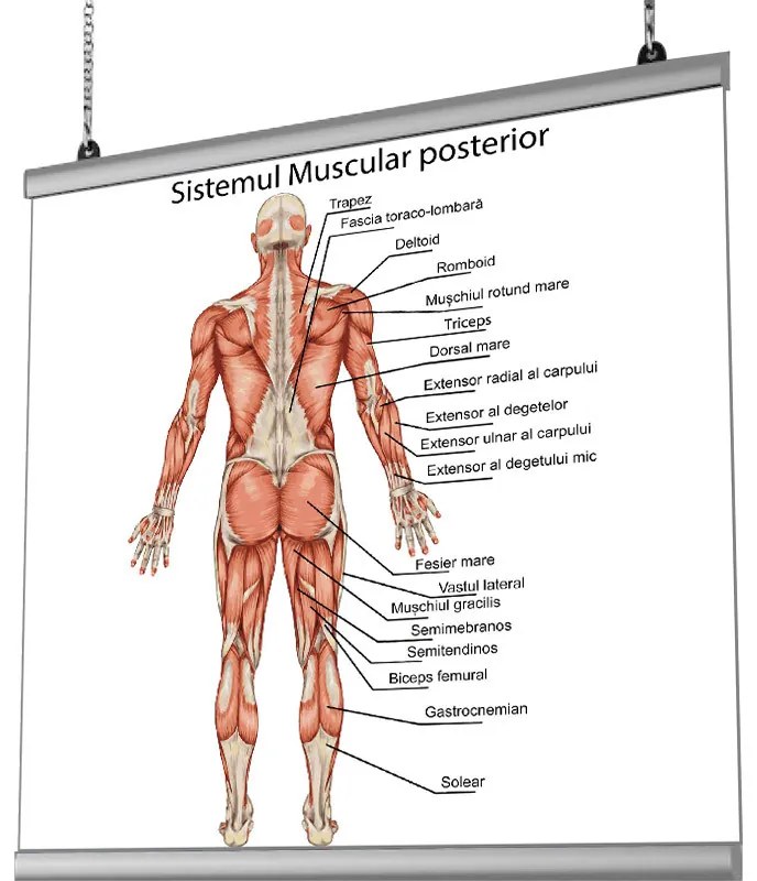 Plansa Sistem Muscular Posterior cu sistem de prindere