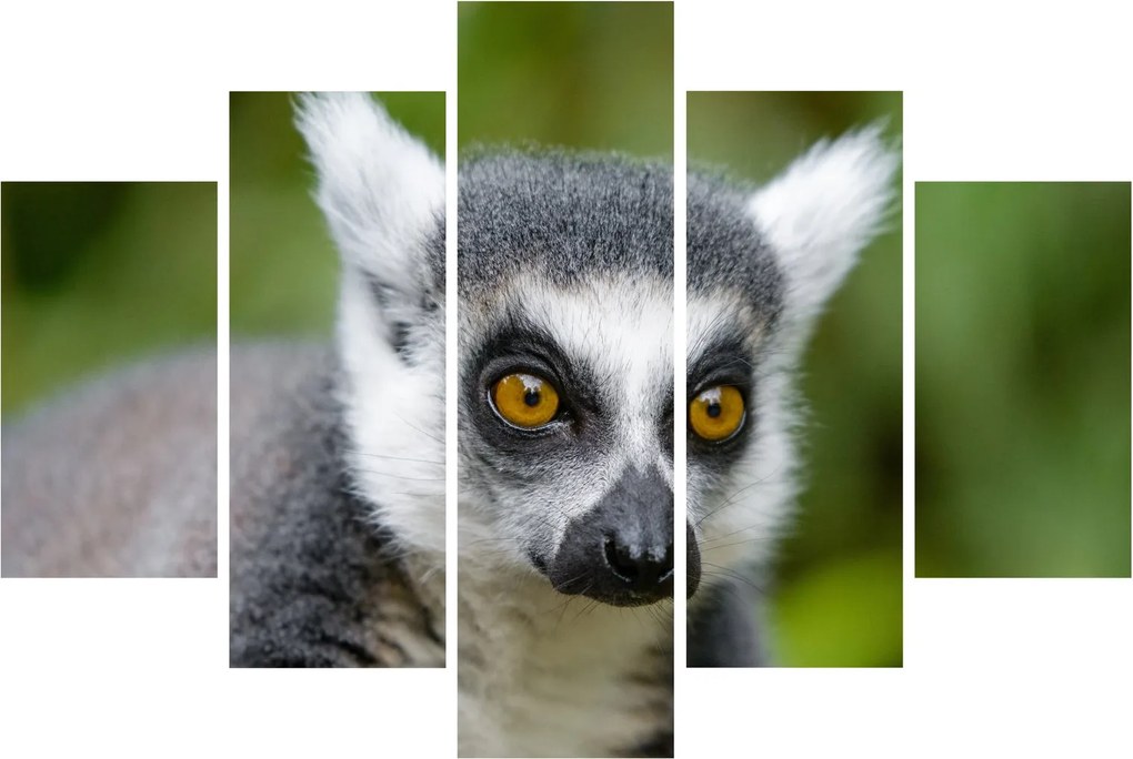 Tablou cu lemur (150x105 cm)