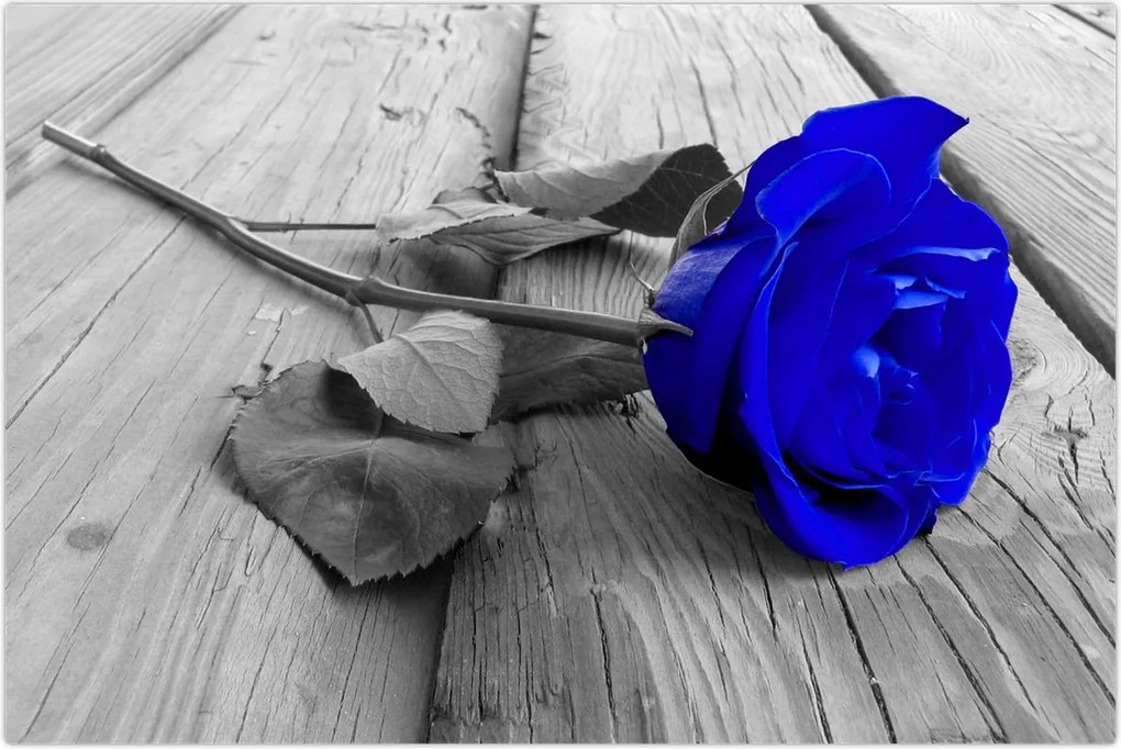 Tablou - Trandafir albastru (90x60 cm)
