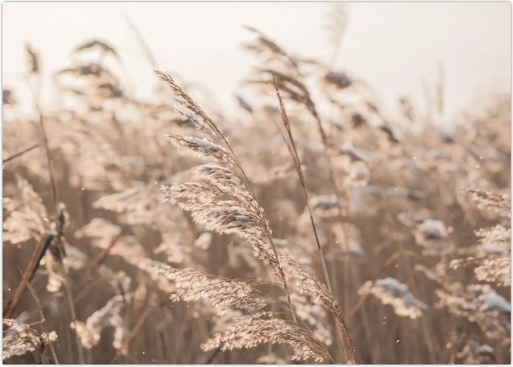 Tablou - Adiere de luncă (70x50 cm)