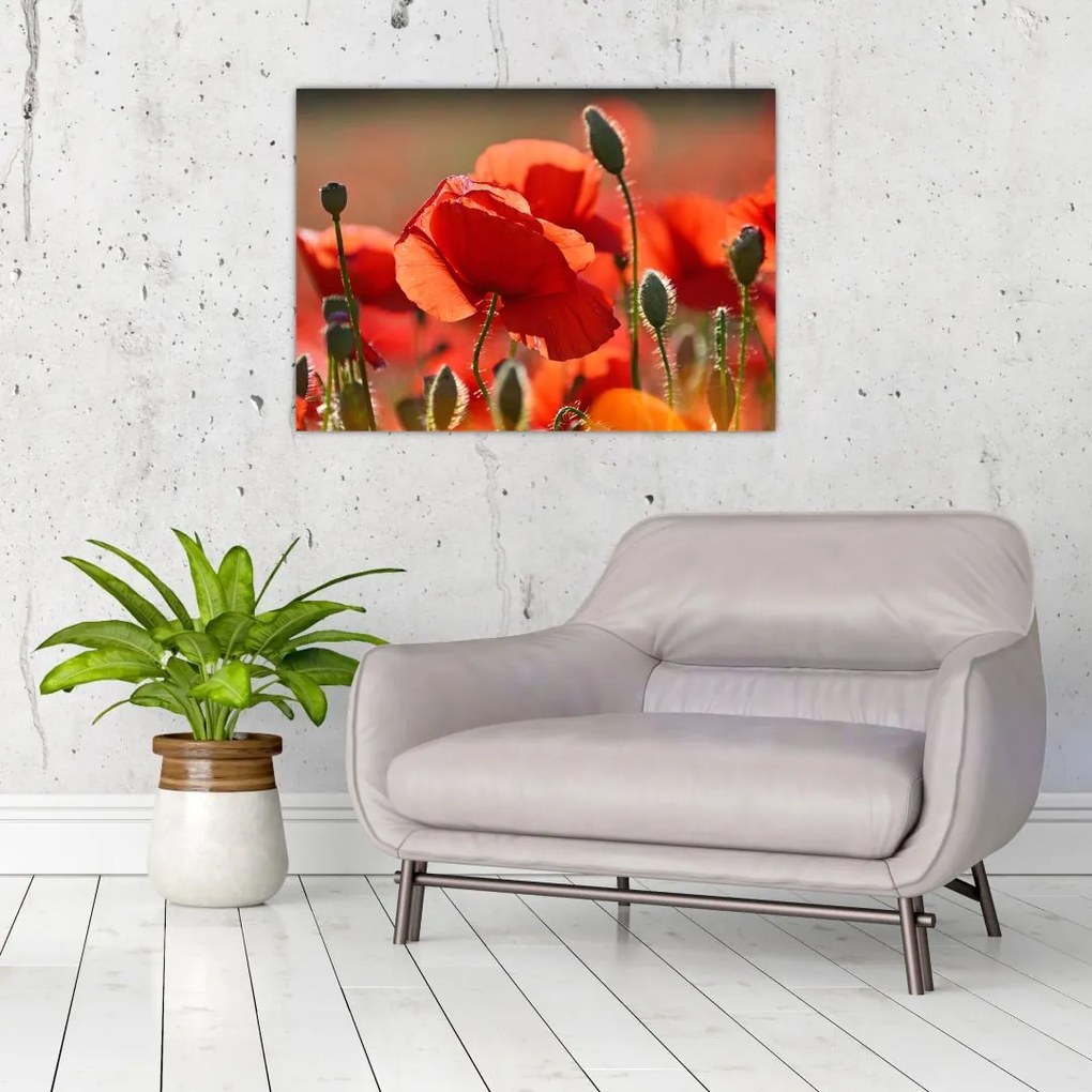 Tablou pe sticlă cu flori de maci (70x50 cm)