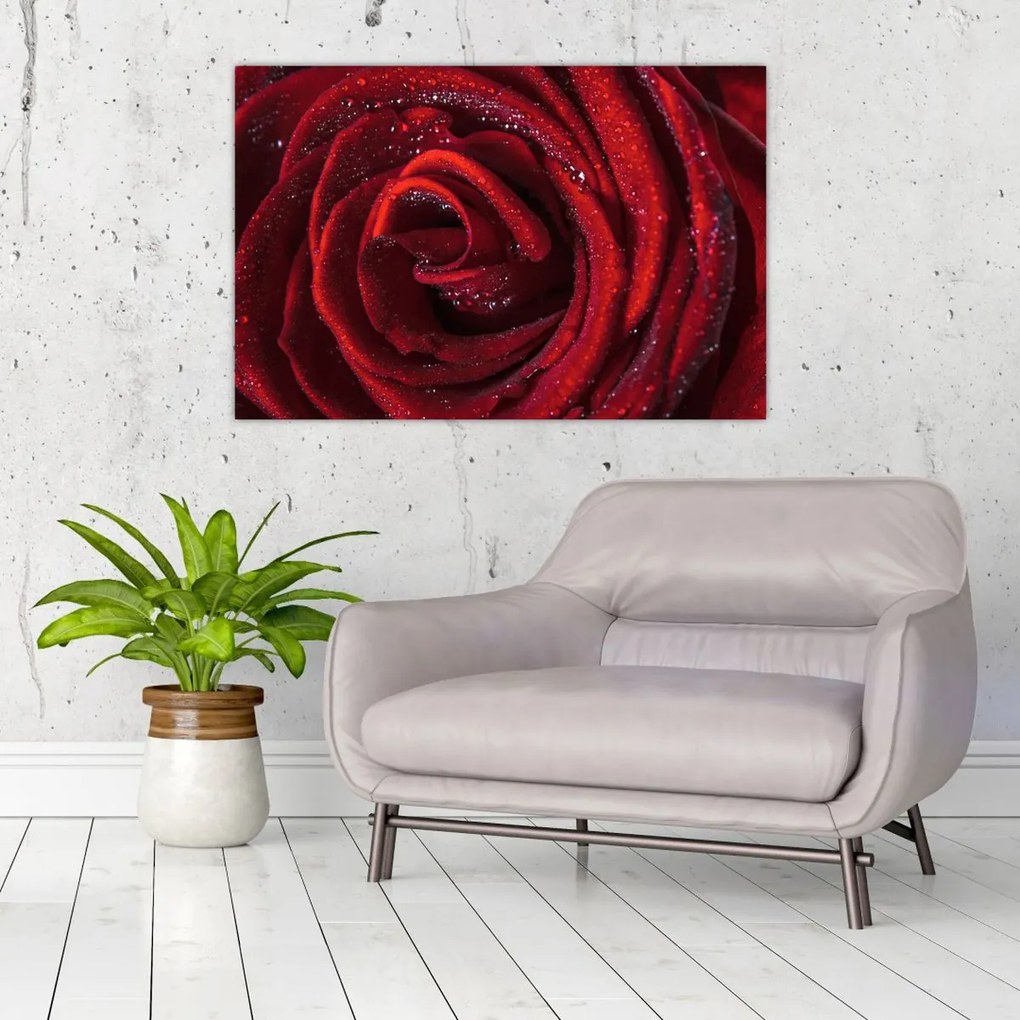 Tablou - Trandafir roșu cu picături de rouă (90x60 cm)