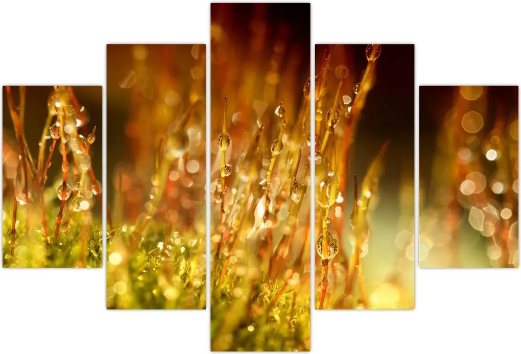 Tablou - Detaliu rouă (150x105 cm)