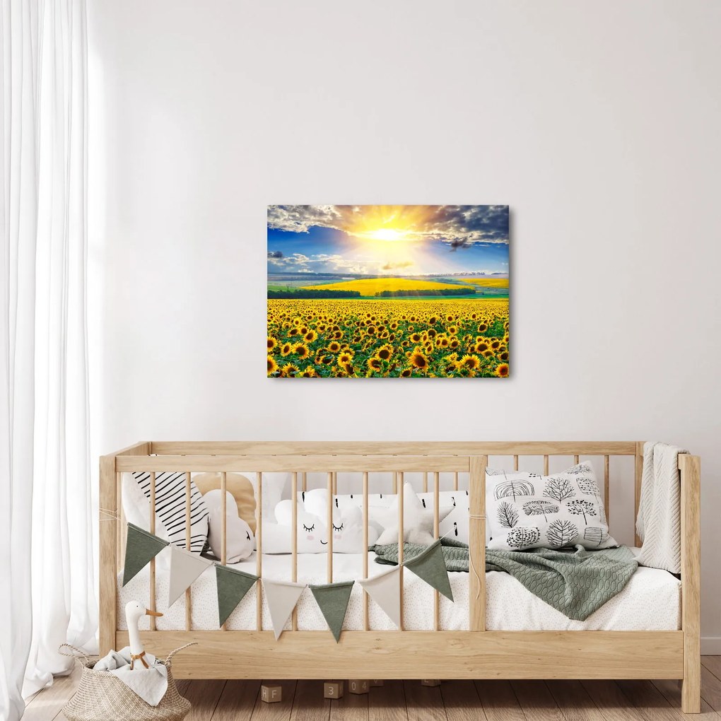 Tablou - Câmp cu floarea soarelui (70x50 cm)