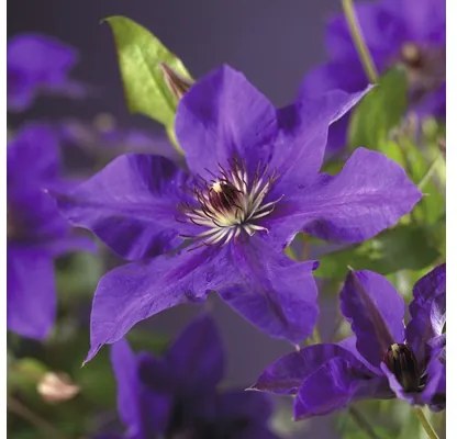 Clematita The President FloraSelf Clematis Hybride 'The President' H 50-70 cm Co 2,3 L