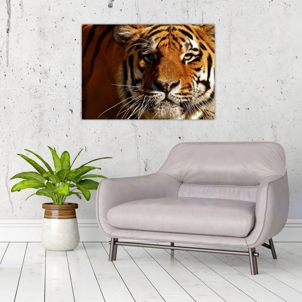 Tablou cu tigrul (70x50 cm)
