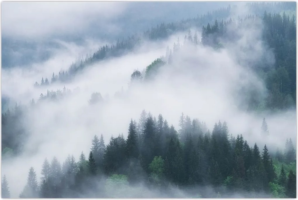 Tablou - Copacii în ceață (90x60 cm)