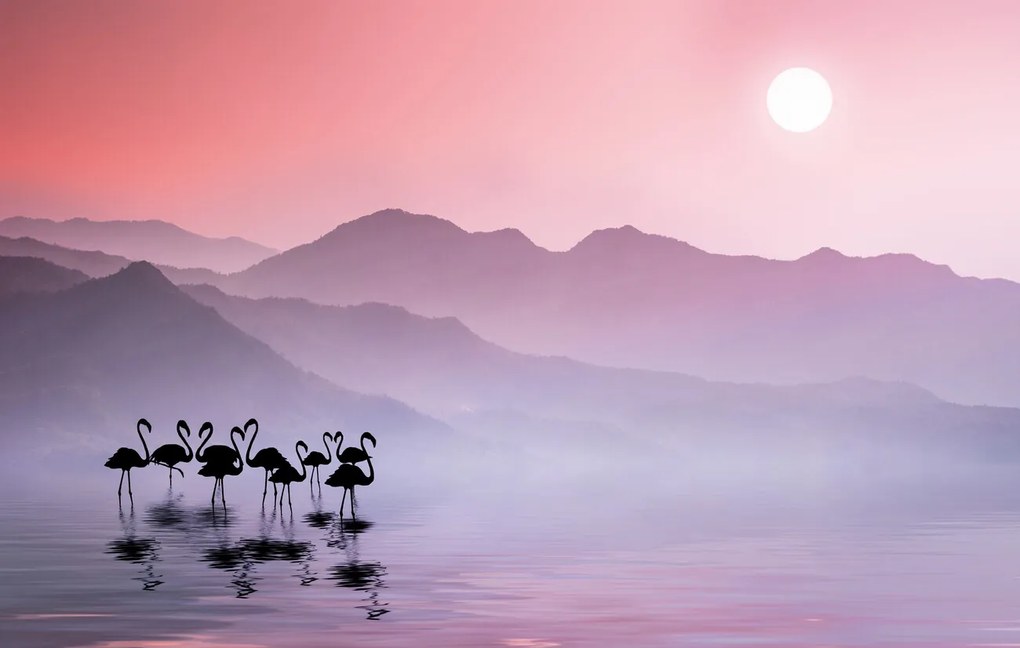 Fotografie Flamingos Sunset, Bess Hamiti