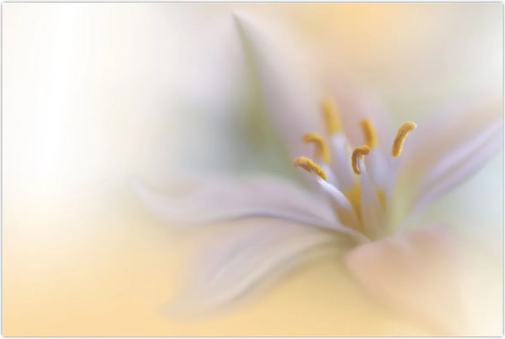 Tablou - Floare fragedă (90x60 cm)