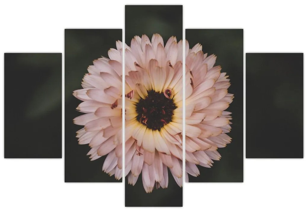 Tablou cu floare portocalie (150x105 cm)