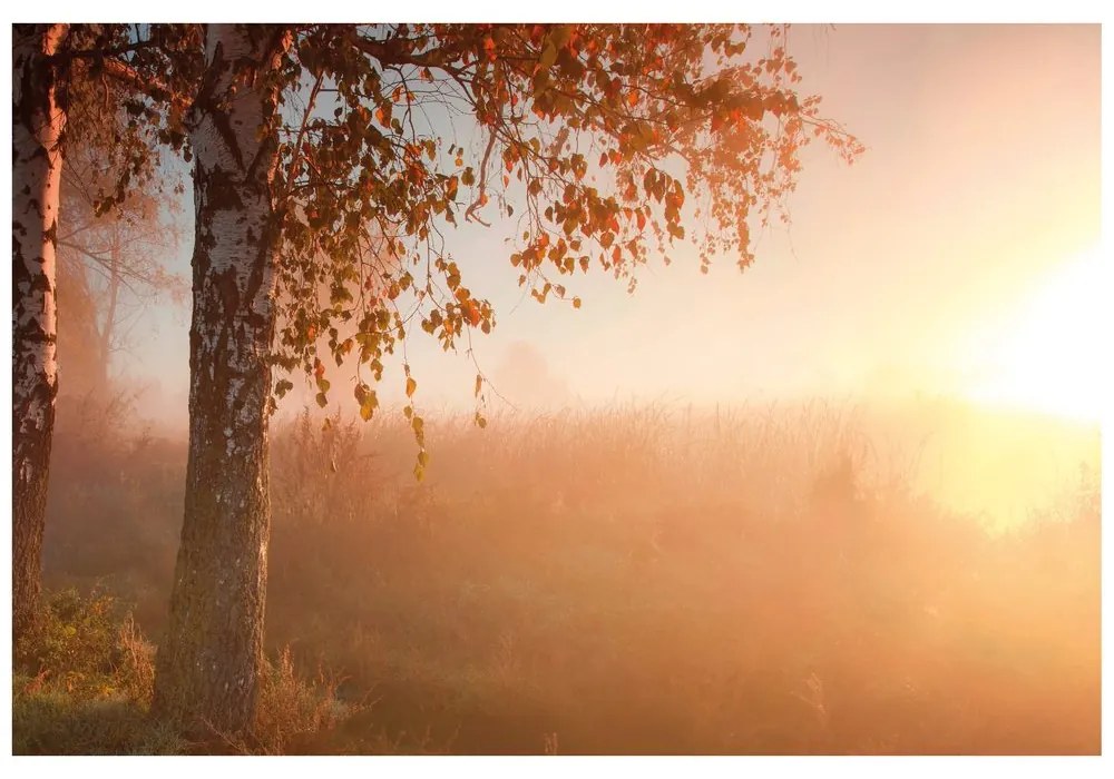 Fototapet pădure cețoasă de toamnă