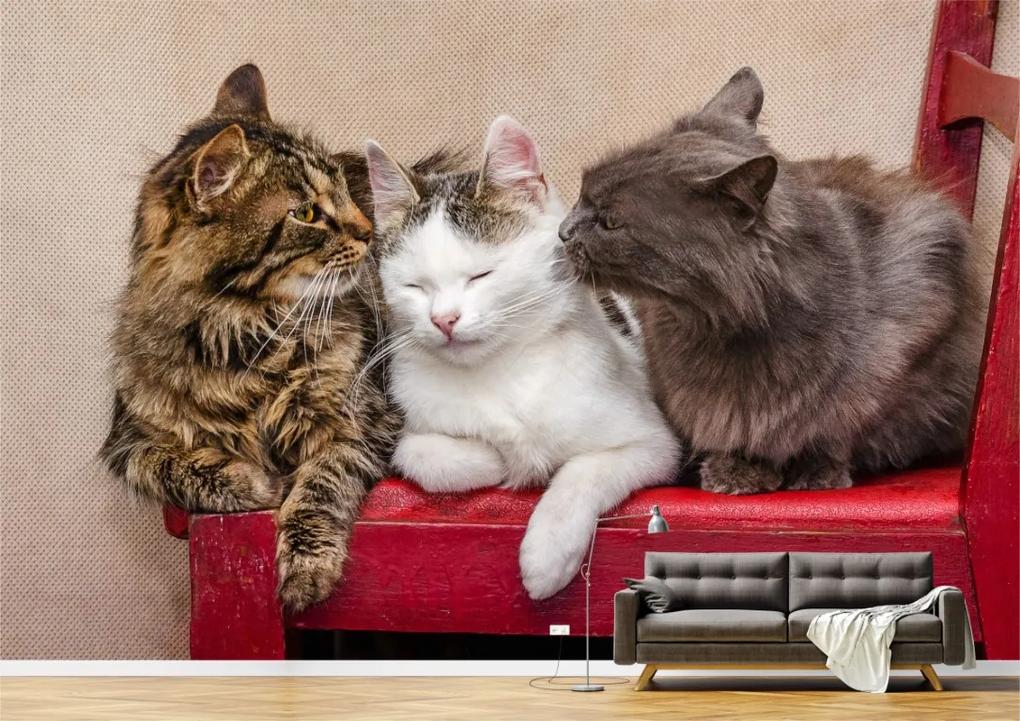 Tapet Premium Canvas - Trei pisici pe scaunul rosu