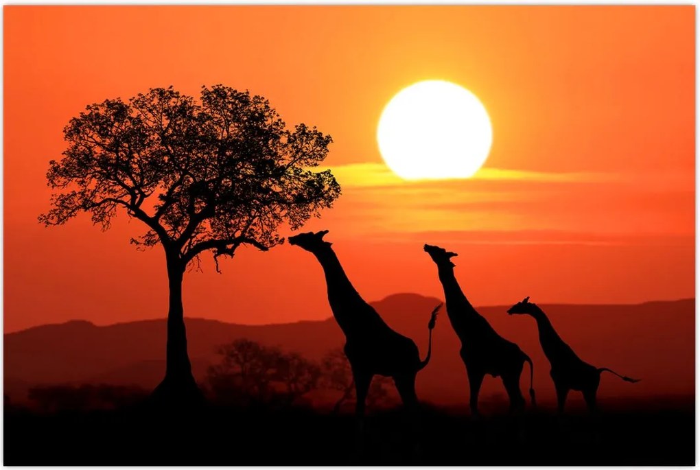 Tablou cu girafe în apus de soare (90x60 cm)