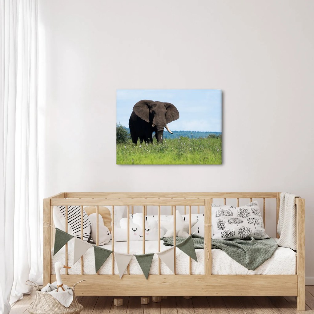 Tablou cu elefant (70x50 cm)