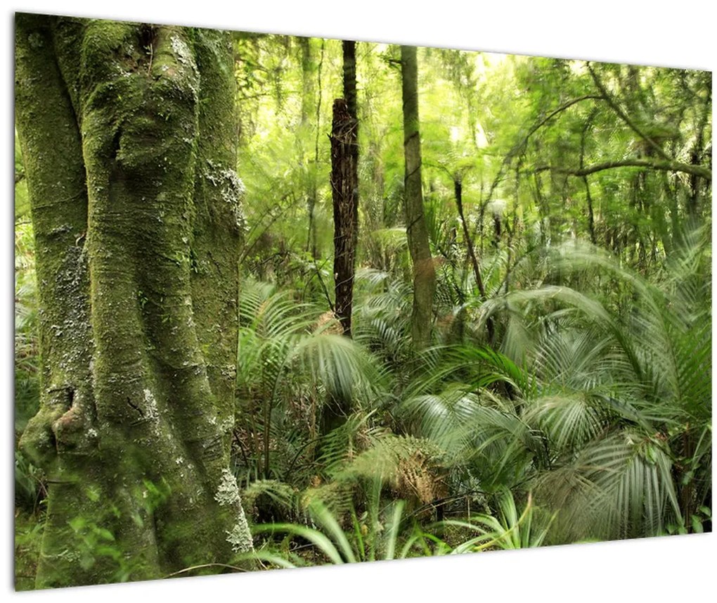 Tablou - Pădure tropicală (90x60 cm)