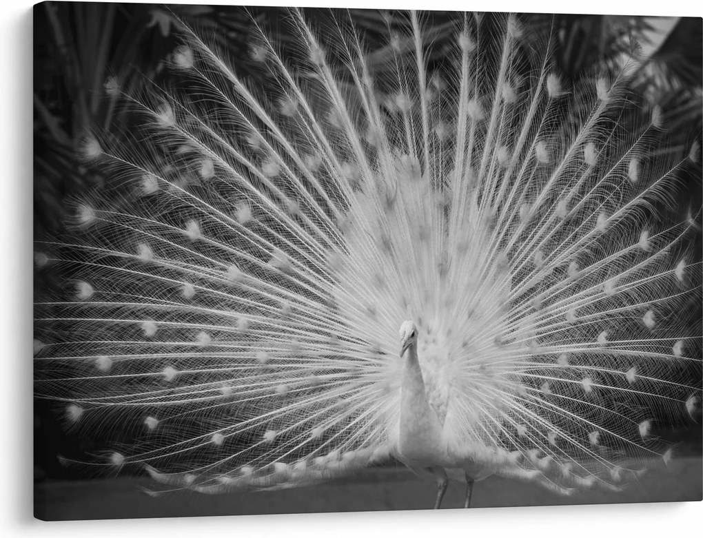 Tablou - Păun alb (70x50 cm)