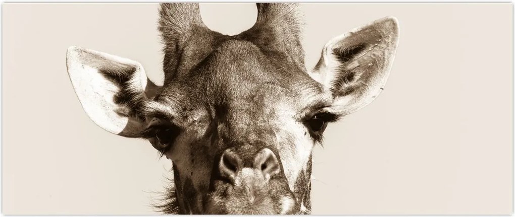 Tablou - Portret de girafă, de epocă (120x50 cm)