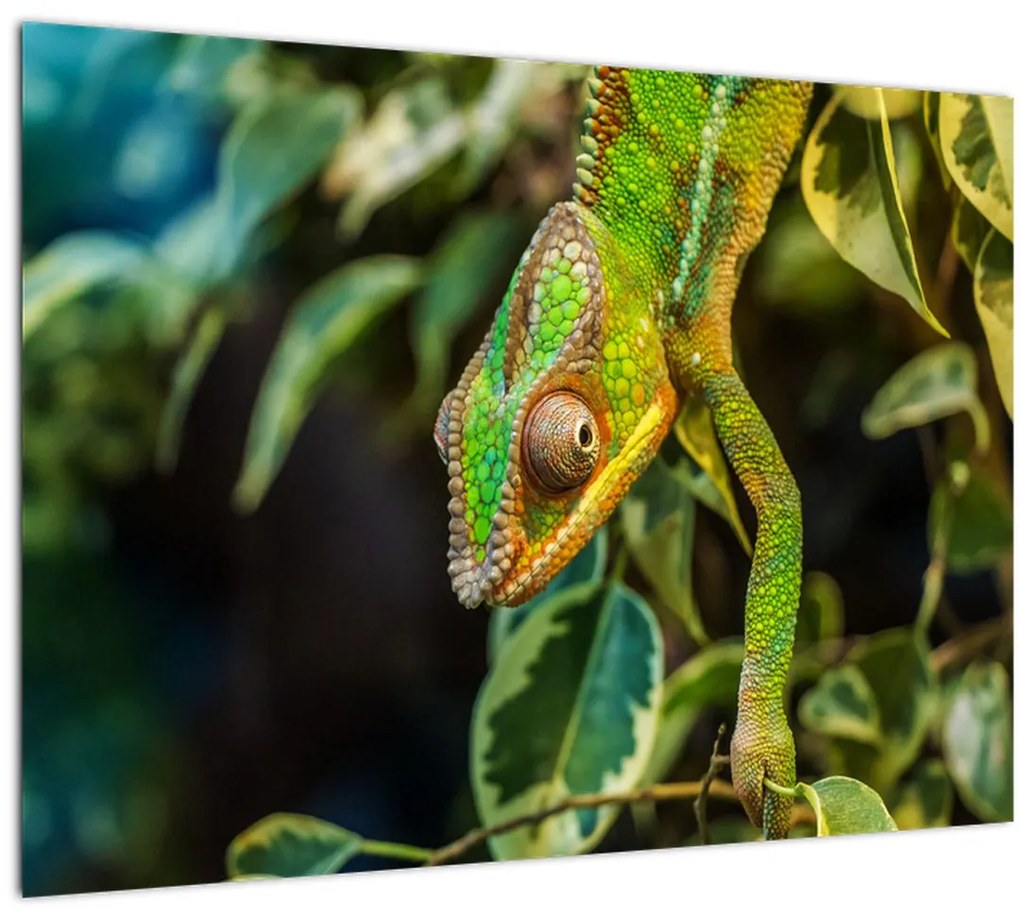 Tablou cu cameleon (70x50 cm)