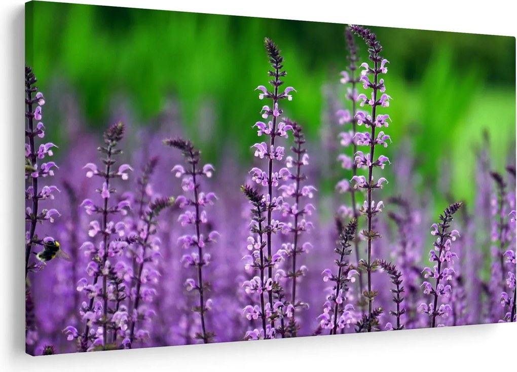 Tablou cu flori de luncă violete (90x60 cm)