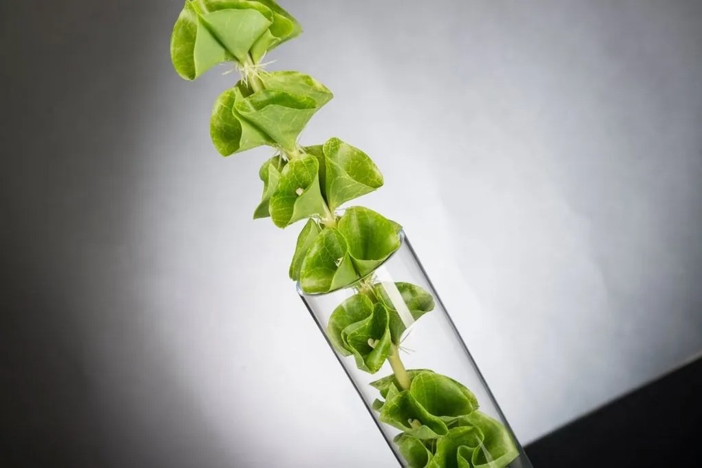 Aranjament floral mediu design LUX MOLUCELLA