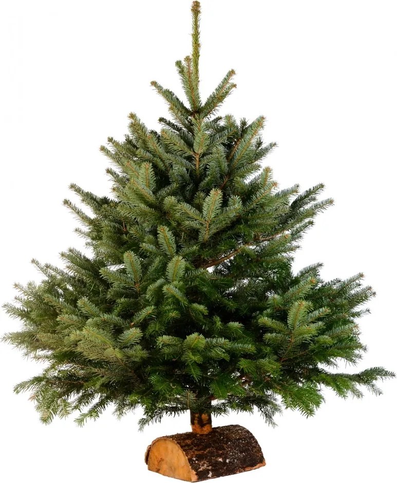 Brad natural de Craciun nordmann TOP QUALITY 0,50 -100 cm