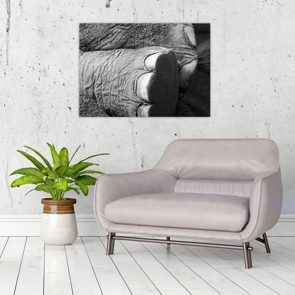 Tablou pe sticlă - Picior de elefant (70x50 cm)