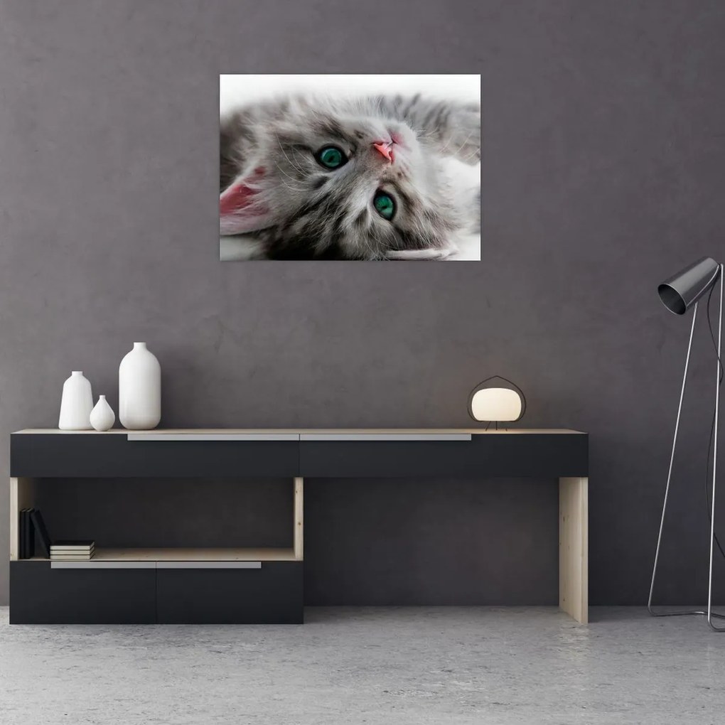 Tablou pe sticlă - Pisica cu ochi verzi (70x50 cm)