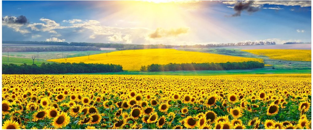 Tablou - Câmp cu floarea soarelui (120x50 cm)