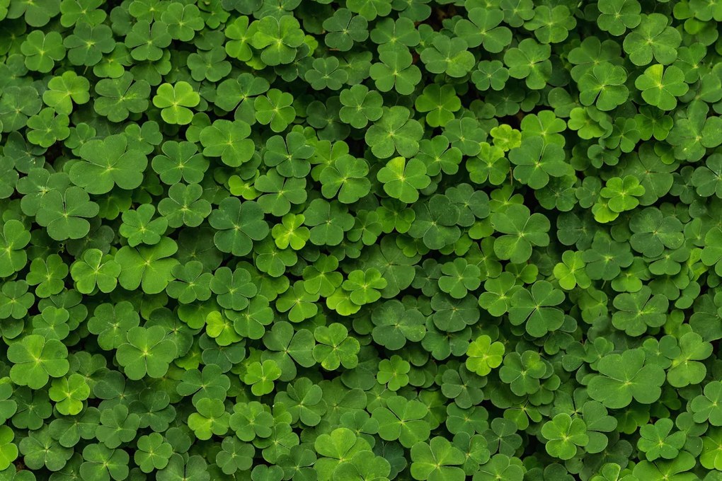 Fototapet, 3D Clover, Rebel Walls